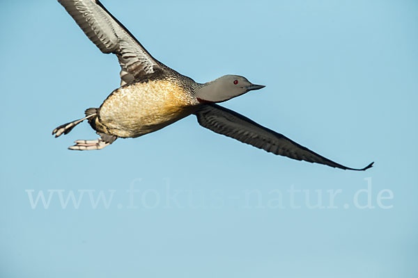 Sterntaucher (Gavia stellata)