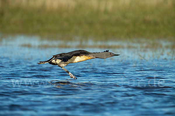 Sterntaucher (Gavia stellata)