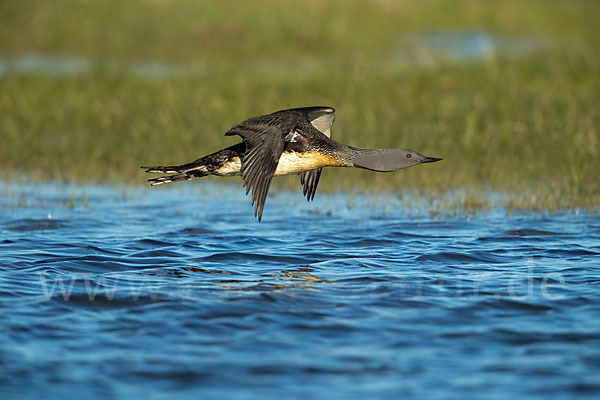 Sterntaucher (Gavia stellata)