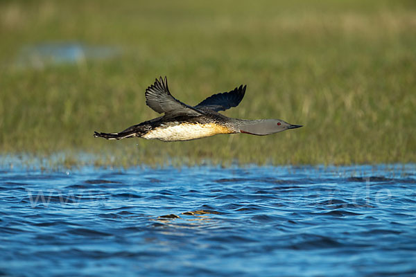 Sterntaucher (Gavia stellata)