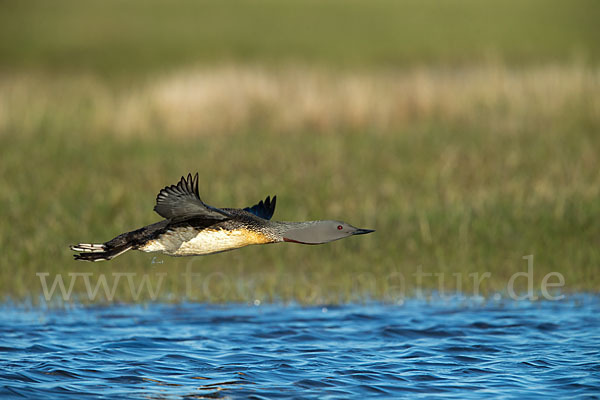 Sterntaucher (Gavia stellata)