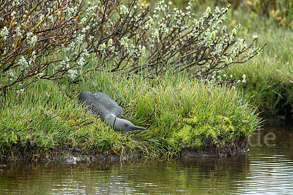 Sterntaucher (Gavia stellata)