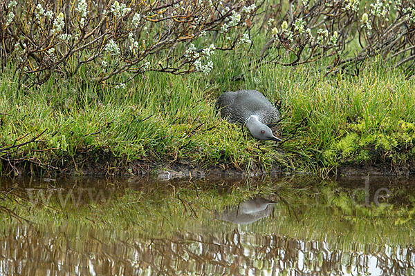 Sterntaucher (Gavia stellata)