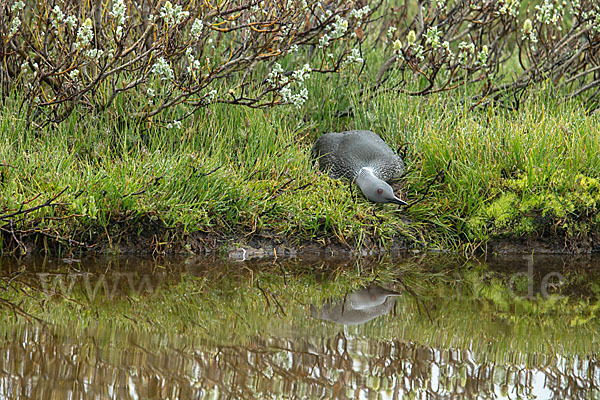 Sterntaucher (Gavia stellata)