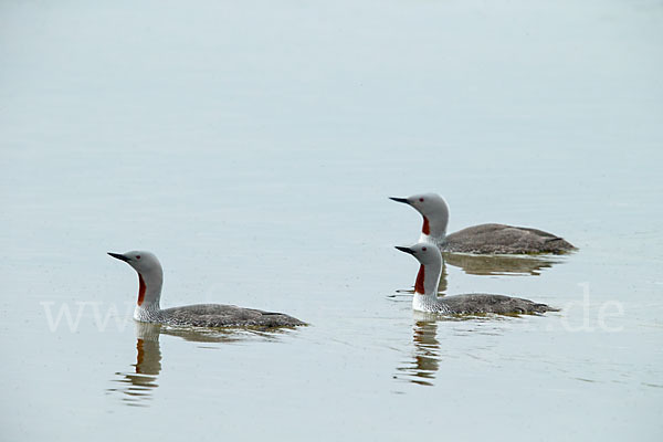 Sterntaucher (Gavia stellata)