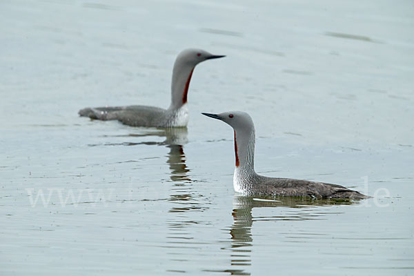 Sterntaucher (Gavia stellata)