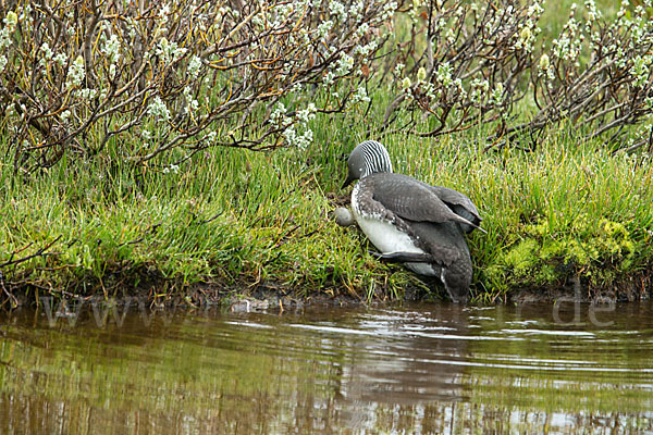 Sterntaucher (Gavia stellata)