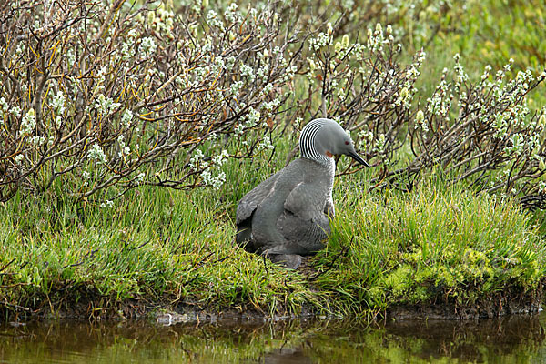 Sterntaucher (Gavia stellata)