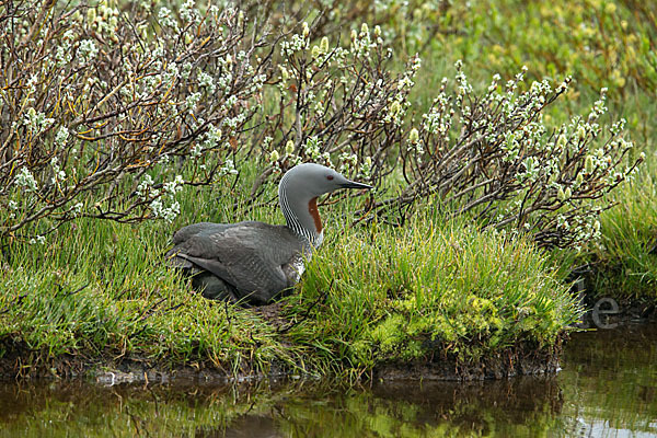 Sterntaucher (Gavia stellata)