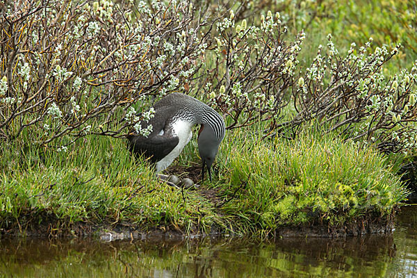 Sterntaucher (Gavia stellata)