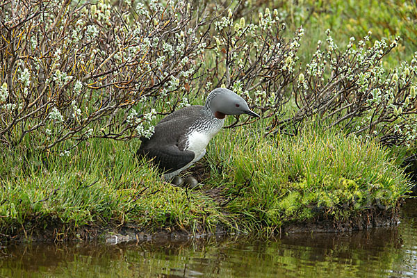 Sterntaucher (Gavia stellata)