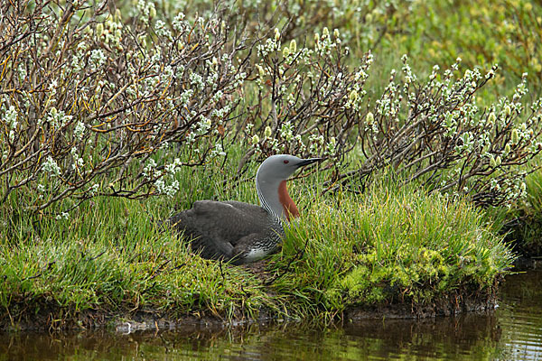 Sterntaucher (Gavia stellata)