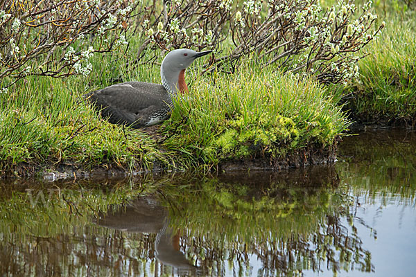 Sterntaucher (Gavia stellata)