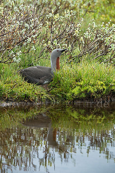 Sterntaucher (Gavia stellata)