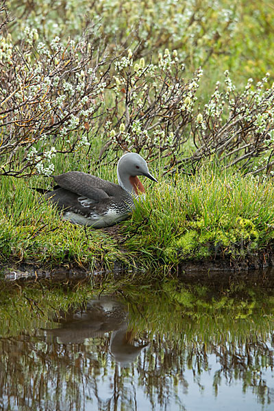 Sterntaucher (Gavia stellata)