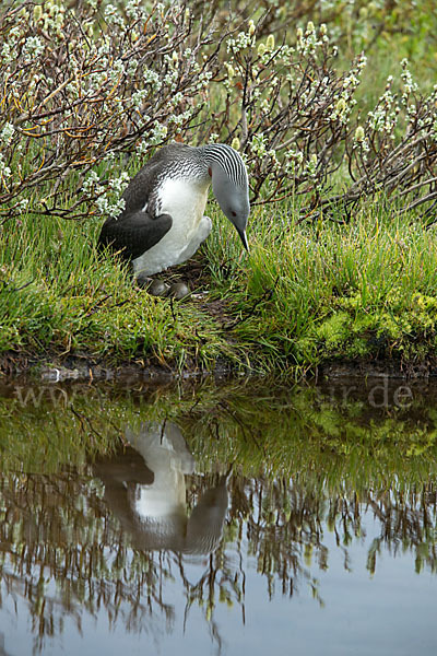 Sterntaucher (Gavia stellata)