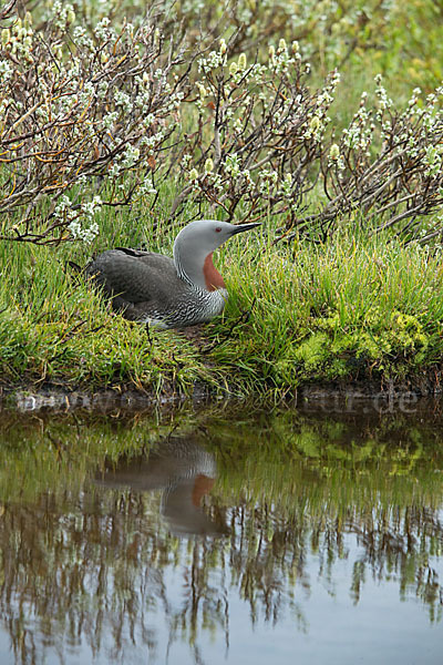 Sterntaucher (Gavia stellata)