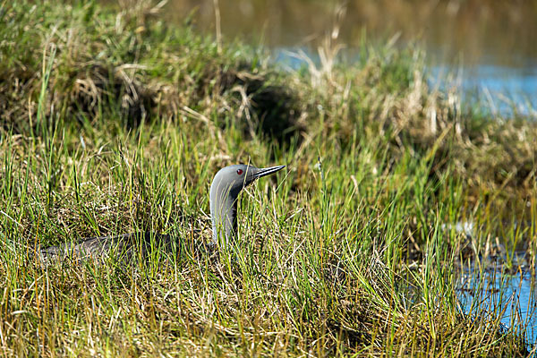 Sterntaucher (Gavia stellata)