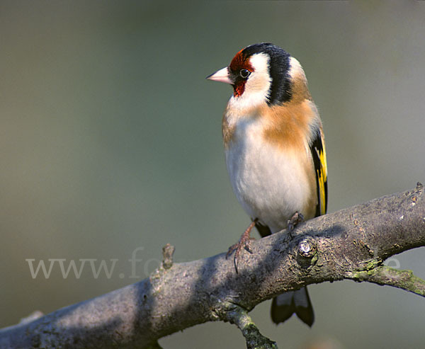 Stieglitz (Carduelis carduelis)