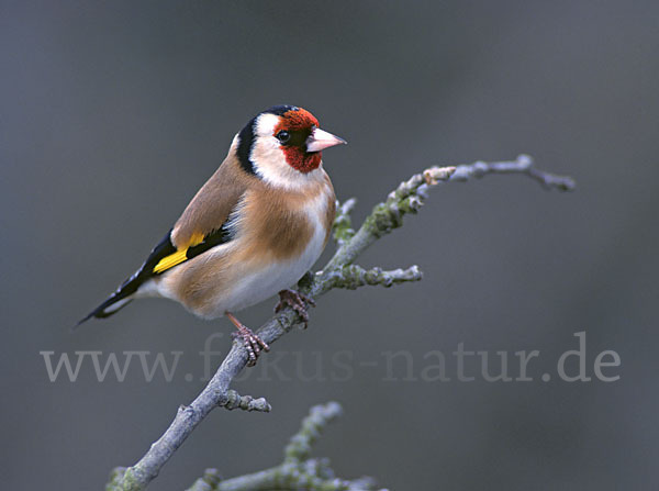 Stieglitz (Carduelis carduelis)