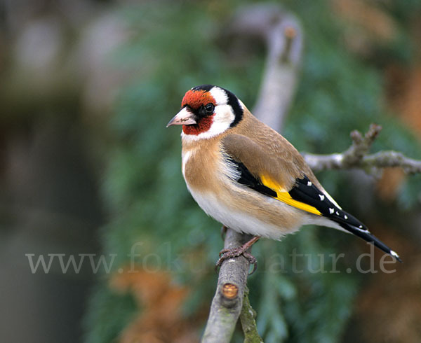 Stieglitz (Carduelis carduelis)