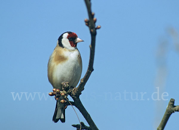 Stieglitz (Carduelis carduelis)