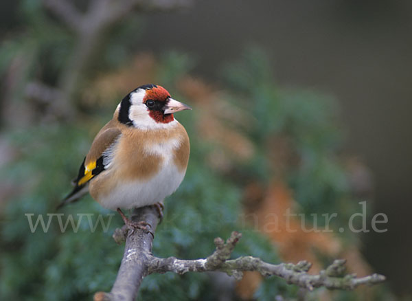 Stieglitz (Carduelis carduelis)