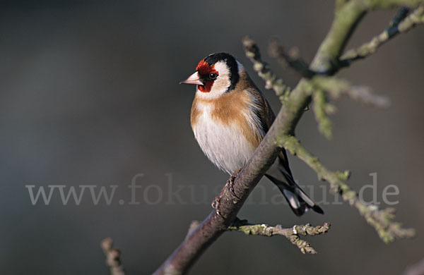 Stieglitz (Carduelis carduelis)