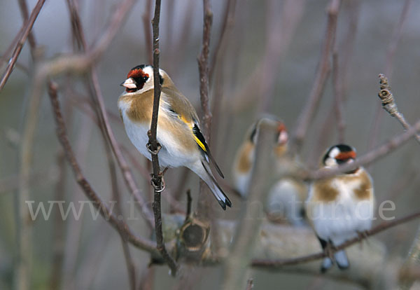 Stieglitz (Carduelis carduelis)