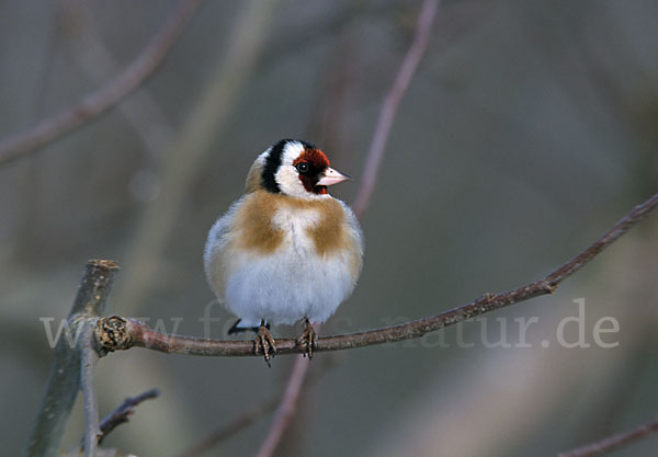 Stieglitz (Carduelis carduelis)