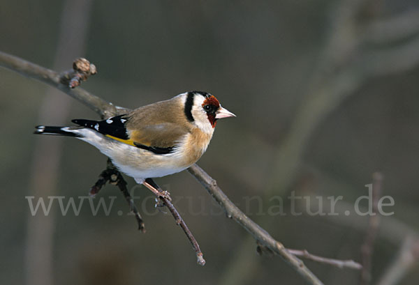 Stieglitz (Carduelis carduelis)