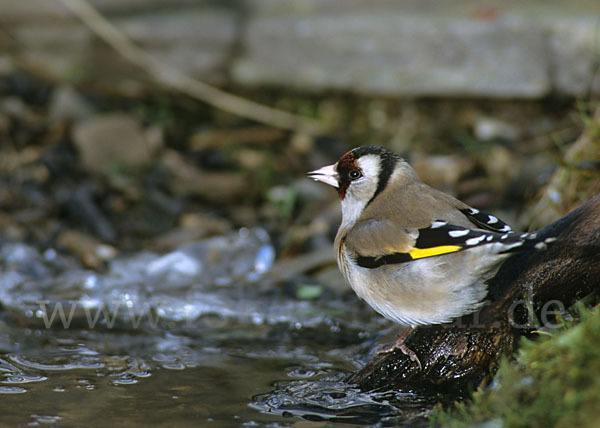 Stieglitz (Carduelis carduelis)