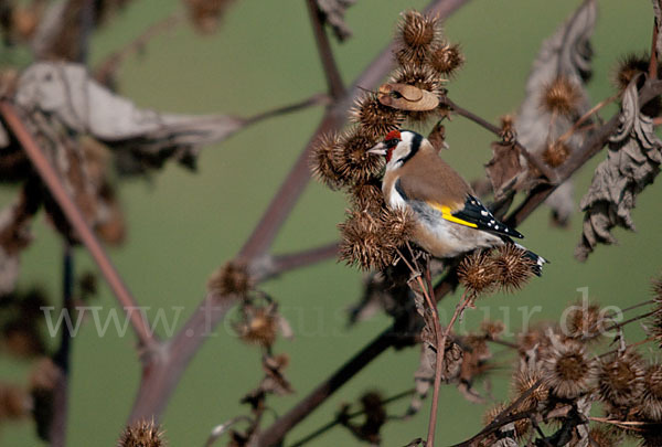 Stieglitz (Carduelis carduelis)