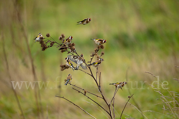 Stieglitz (Carduelis carduelis)