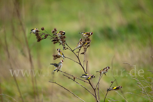 Stieglitz (Carduelis carduelis)