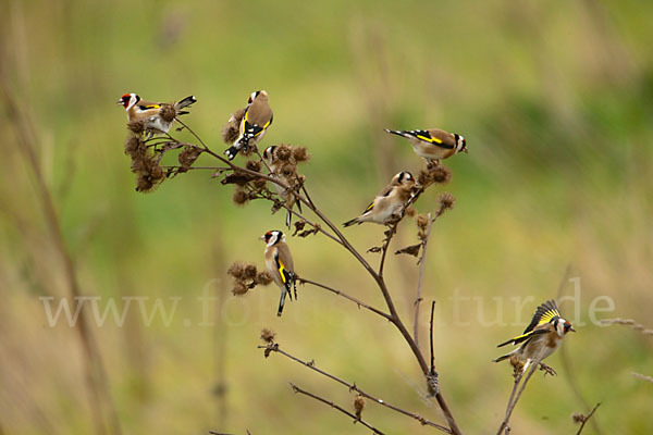 Stieglitz (Carduelis carduelis)