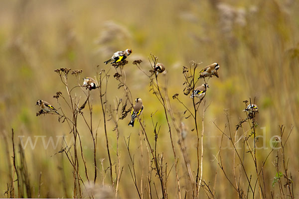 Stieglitz (Carduelis carduelis)