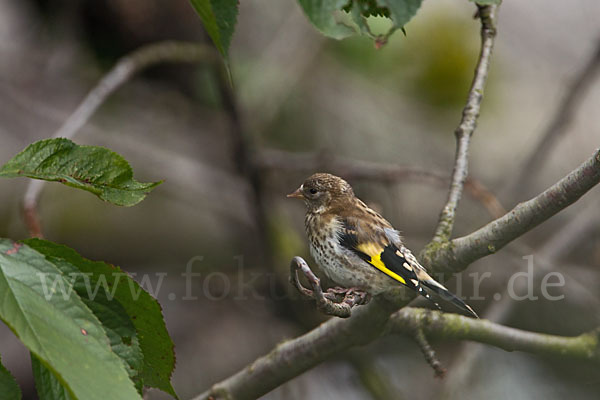 Stieglitz (Carduelis carduelis)