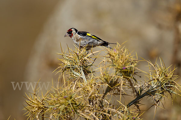 Stieglitz (Carduelis carduelis)