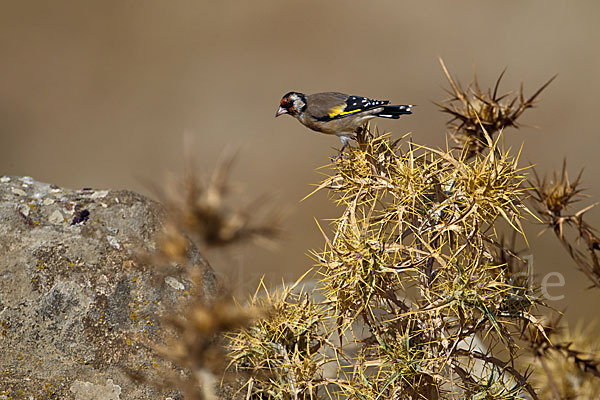 Stieglitz (Carduelis carduelis)