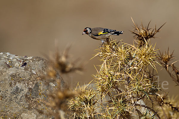 Stieglitz (Carduelis carduelis)