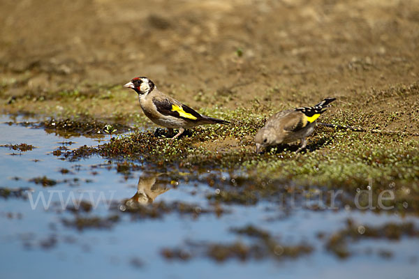 Stieglitz (Carduelis carduelis)