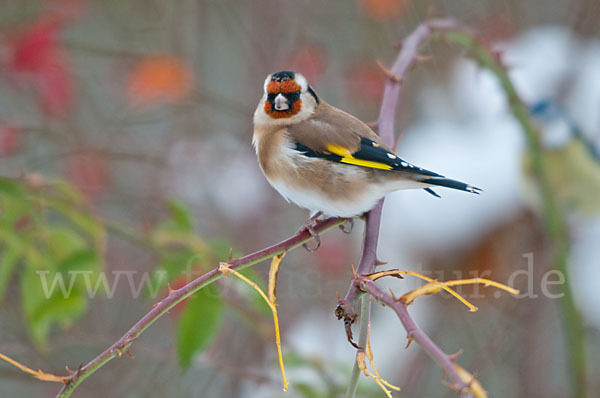 Stieglitz (Carduelis carduelis)