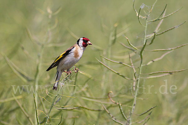 Stieglitz (Carduelis carduelis)