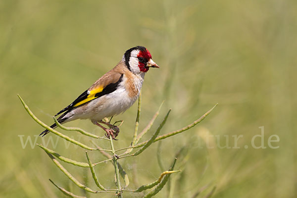 Stieglitz (Carduelis carduelis)