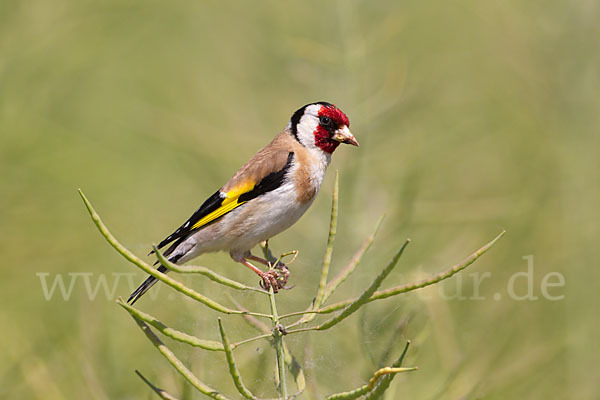 Stieglitz (Carduelis carduelis)