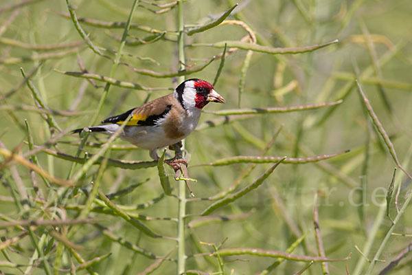 Stieglitz (Carduelis carduelis)