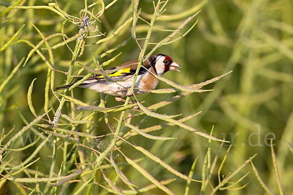 Stieglitz (Carduelis carduelis)