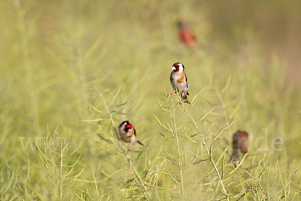 Stieglitz (Carduelis carduelis)