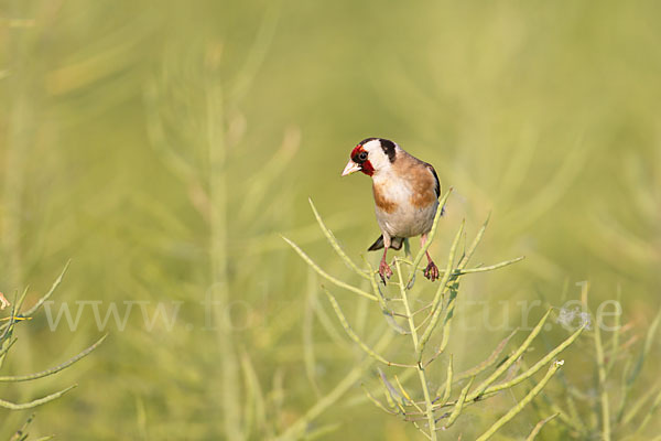 Stieglitz (Carduelis carduelis)